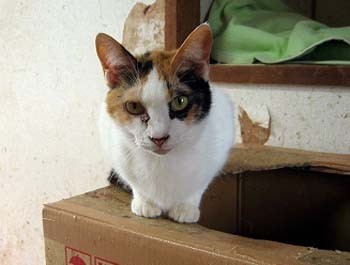 追加のチャコちゃん