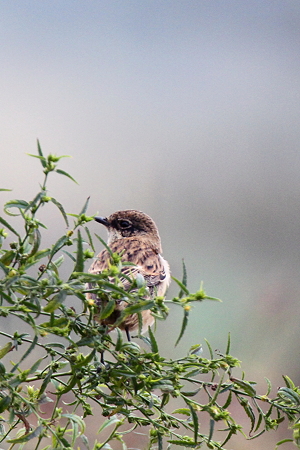 ノビタキ２IMG_8810