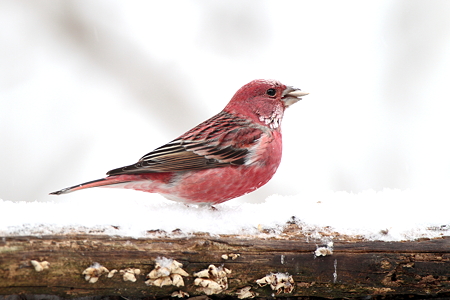 オオマシコ１IMG_1111