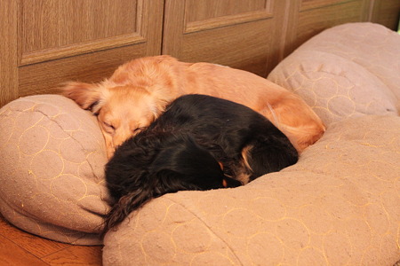 くっついて寝んね