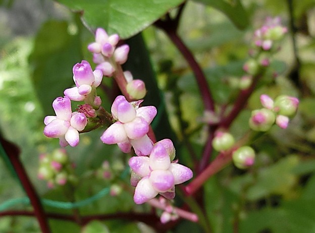 ツルムラサキ・A