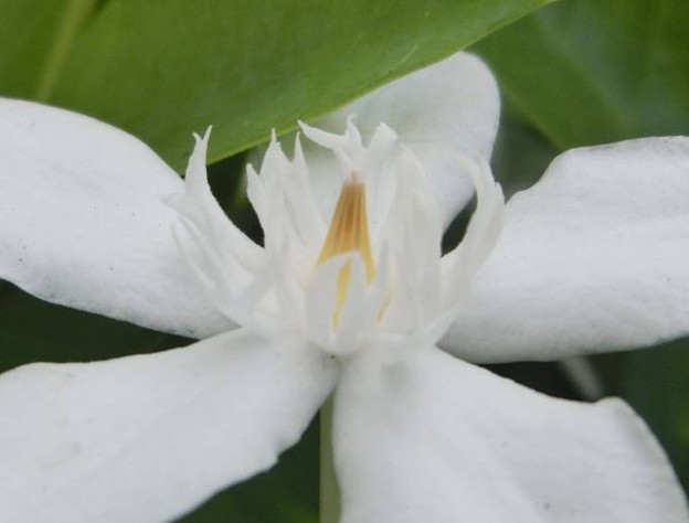 セイロンライティア・E