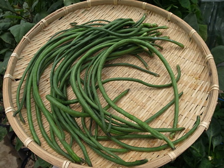 写真: 三尺ささげ９