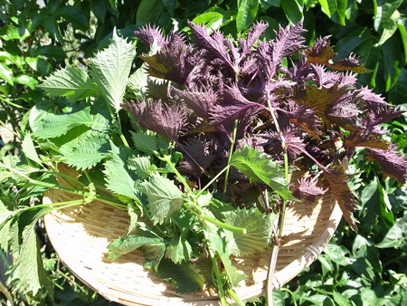 写真: 収穫野菜７