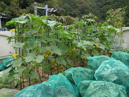 写真: 冬至カボチャ１