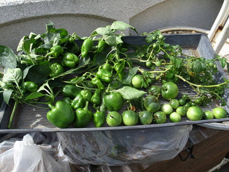 写真: 台風18号被害10