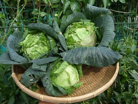 写真: 収穫野菜３