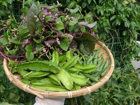 写真: 収穫野菜５