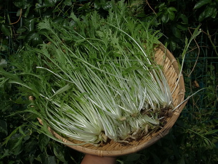 写真: 収穫野菜９