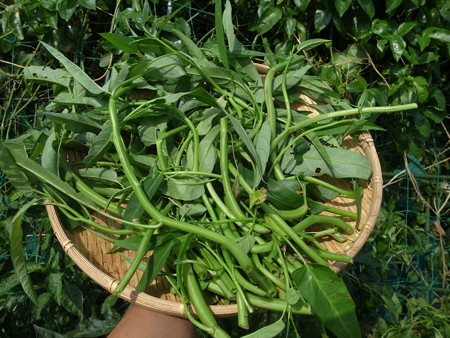 写真: 収穫野菜11