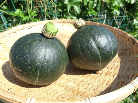 写真: 収穫野菜５