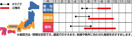 写真: しそ「青ちりめんしそ」