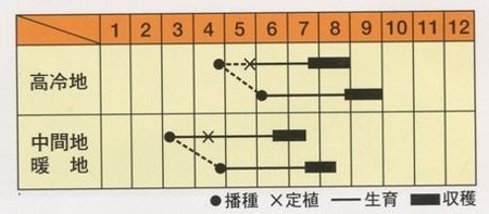 写真: 芳香うら赤しそ(松永種苗)