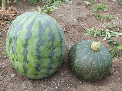 0823SNスイカ2番とカボチャ8