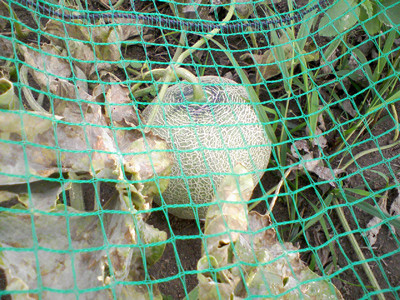 0826ネットメロン