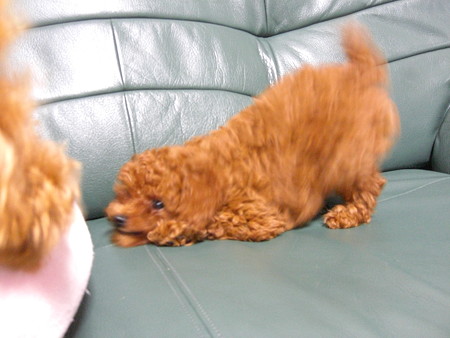 チロルのあそぼーポーズ