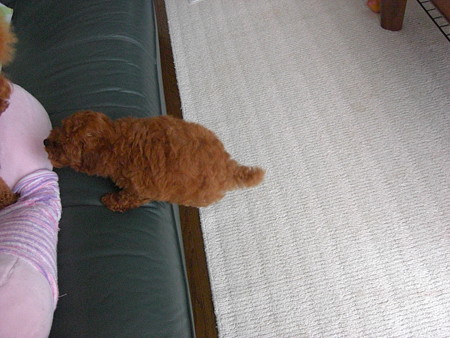 6/30　ソファーにジャンプするチロル