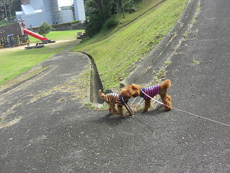 9/28　チューするコロチロ