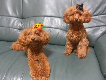 9/30　ハロウィンコロチロ