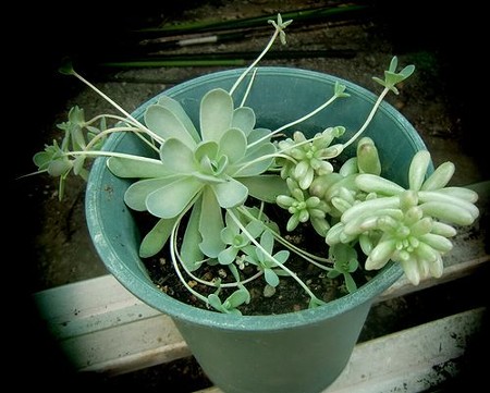 我が家の多肉ちゃん