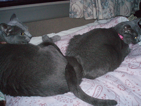 しっぽで指切り