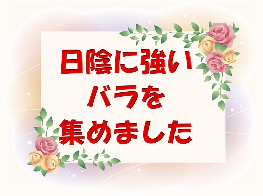 日陰に強いバラはこちら