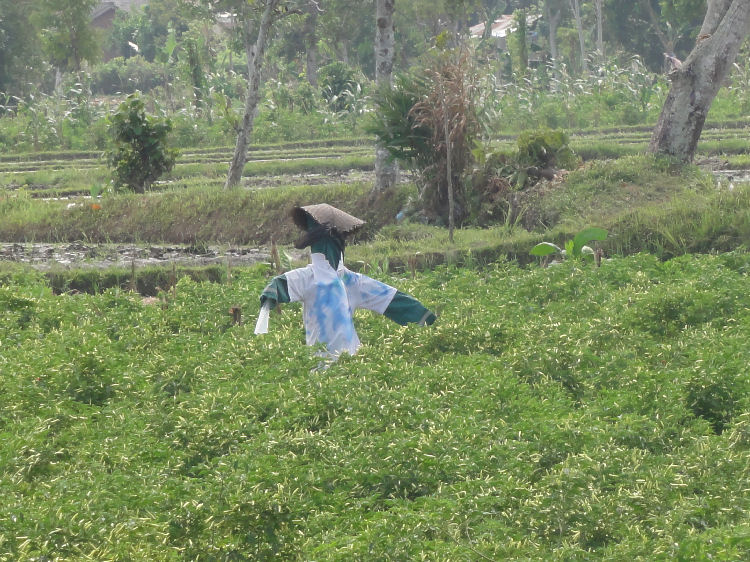 スンギギから南部へ２９