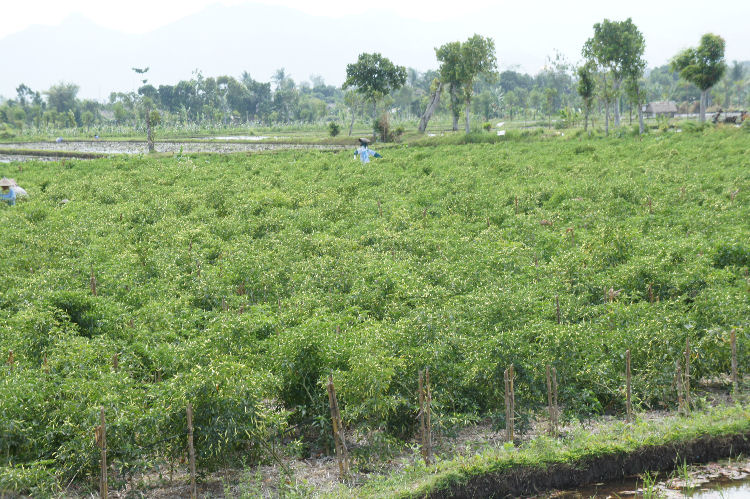 スンギギから南部へ３５