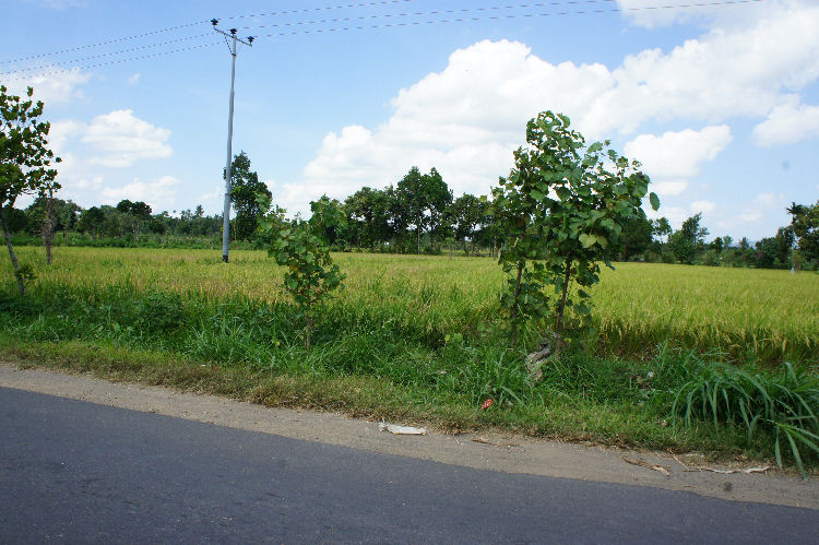 スンギギから南部へ４６