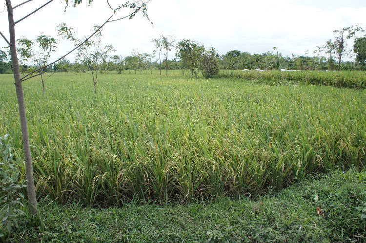 スンギギから南部へ４８