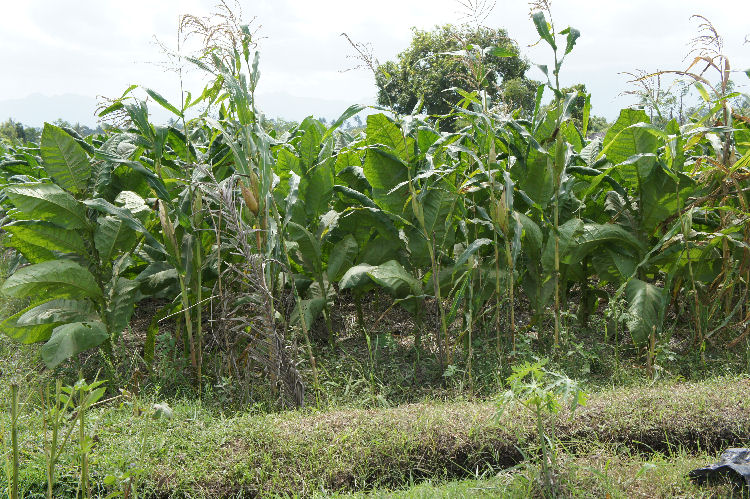 スンギギから南部へ４９