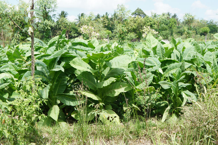 スンギギから南部へ５０