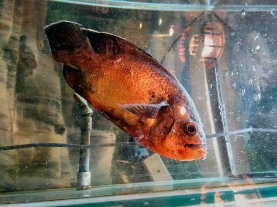 イーサン１月１９