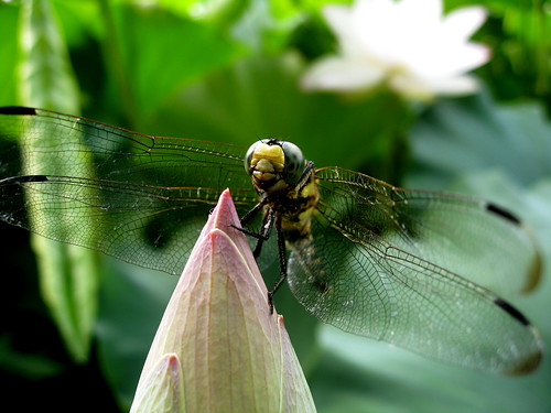 lost in meditation ...