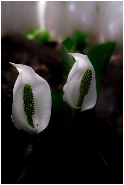 White arum (Mizubasho)