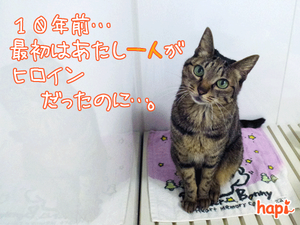 【猫アニメ】祝！10周年にゃ！