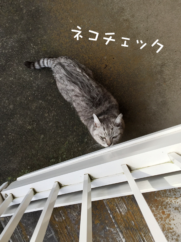 飼い猫志願