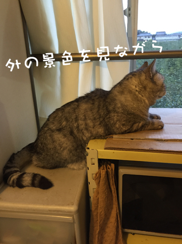 飼い猫志願