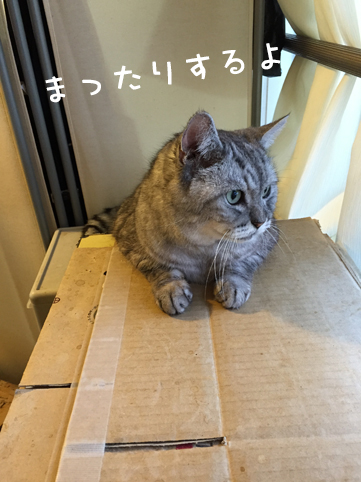 飼い猫志願