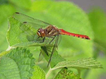 アキアカネ♂4453
