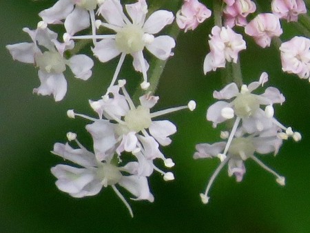 シラネセンキュウ4440