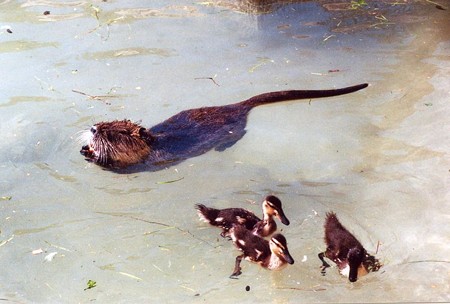 800px-Myocastor_coypus4[1]