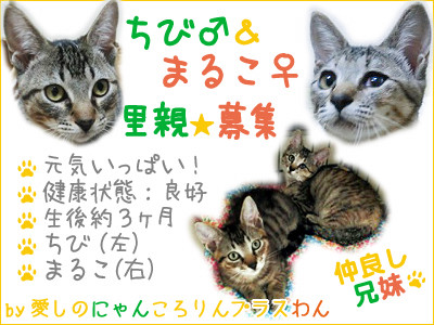 ちび＆まるこ里親募集！！