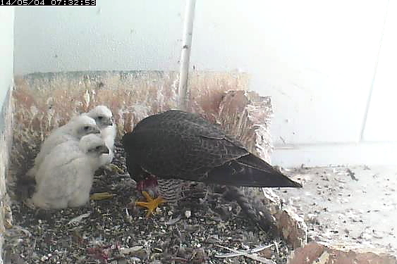 写真: ハヤブサ♀給餌中(1)（17-18日齢）