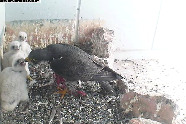 写真: ハヤブサ♀給餌中(2)（17-18日齢）