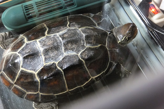 大きくなりました～♪