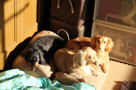 くっついてひなたぼっこ