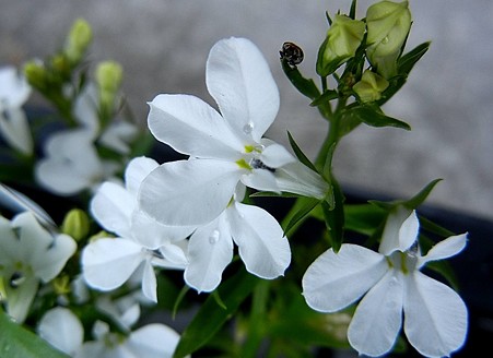 サマーロベリア・C