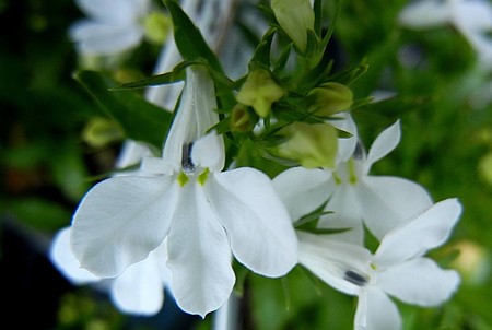 サマーロベリア・E