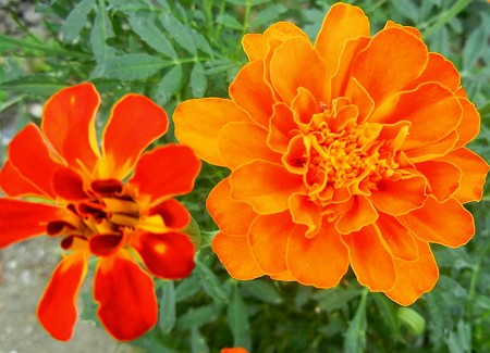 マリーゴールド・F